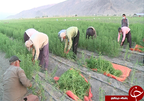 فارس رتبه نخست کشوری در تولید گیاهان دارویی + تصاویر