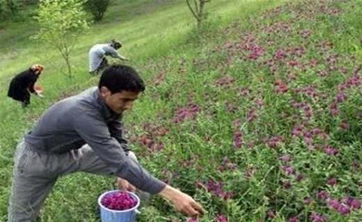 وقتی کشت گیاهان کم آبخواه مرحمی بر درد بی آبی کویر می شود