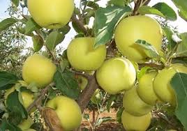 خرید میوه شب عید در کهگیلویه وبویراحمد
