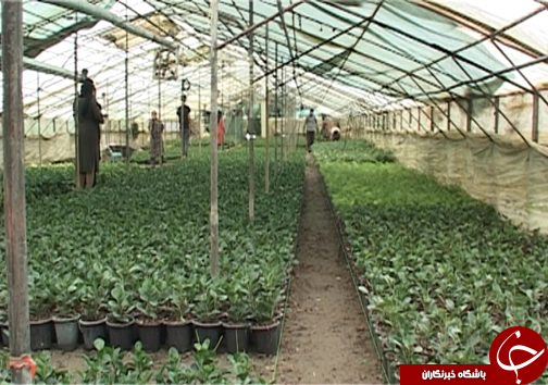 گلخانه&zwnj;ای به بزرگی یک روستا