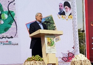 درخواست استاندار همدان برای ثبت ملی شدن گردوی تویسرکان