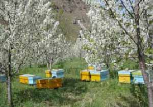 حدود ۷۰۰ تن عسل از سطح زنبورستان‌های شاهین دژ برداشت می شود