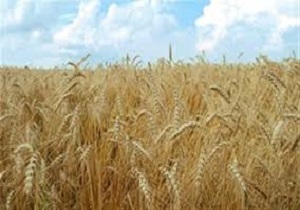 پرداخت ۷۰ درصداز مطالبات گندمکاران کردستانی