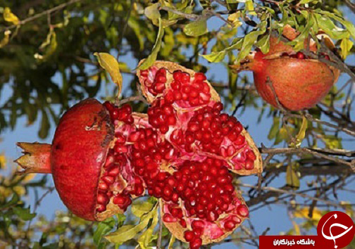 امدادرسانی به بیش از ۳۴ هزار نفر در مناطق سیل زده مازندران/حبس و جریمه در انتظار کارفرمایان متخلف/ دستگیری متهم به اختلاس در شهرداری