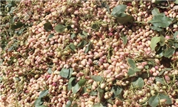 خبر