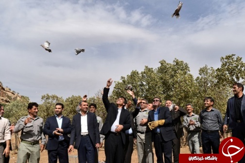 رهاسازی پرندگان وحشی مکشوفه از قاچاقچیان