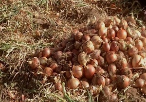 آغاز برداشت پیاز در شاهرود