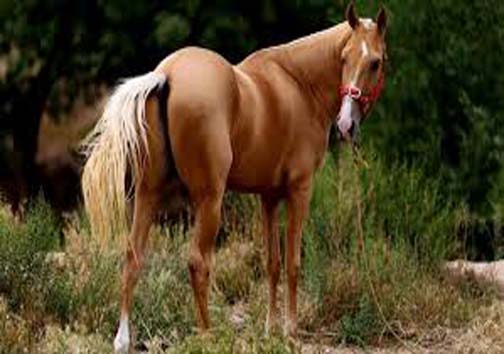 نقش پرورش اسب اصیل ترکمن در توسعه اقتصادی خراسان شمالی نقش پرورش اسب اصیل ترکمن در توسعه اقتصادی خراسان شمالی