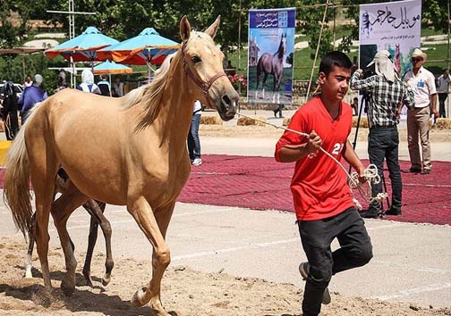 نقش پرورش اسب اصیل ترکمن در توسعه اقتصادی خراسان شمالی نقش پرورش اسب اصیل ترکمن در توسعه اقتصادی خراسان شمالی