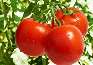 مرجع تشخیص گوجه گلخانه&zwnj;ای صادراتی تعیین شد
