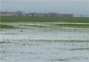 تالاب پته خور شهرستان نمین منطقه شکار ممنوع اعلام شد