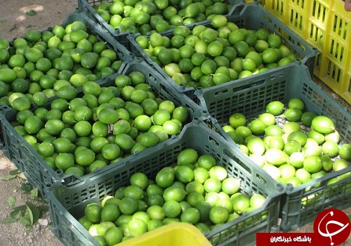 آبلیمو چاشنی خوش طعم سفره های ایرانی/خواص آنتی اکسیدان و ویتامین cموجود در لیمو برای بدن انسان بسیار مفید است