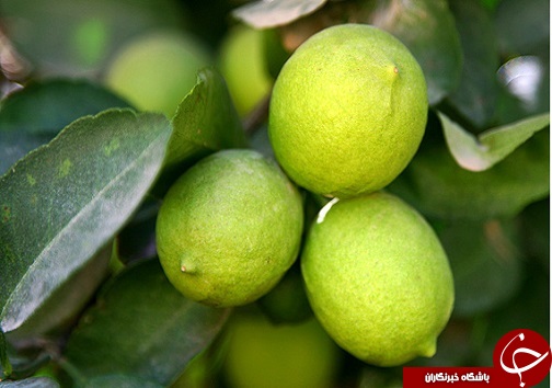 آبلیمو چاشنی خوش طعم سفره های ایرانی/خواص آنتی اکسیدان و ویتامین cموجود در لیمو برای بدن انسان بسیار مفید است