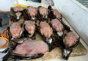 فروش پرندگان وحشی حرام گوشت در اهواز  