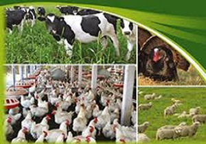 صادرات ۲ میلیون تن محصولات دام و طیور از فارس