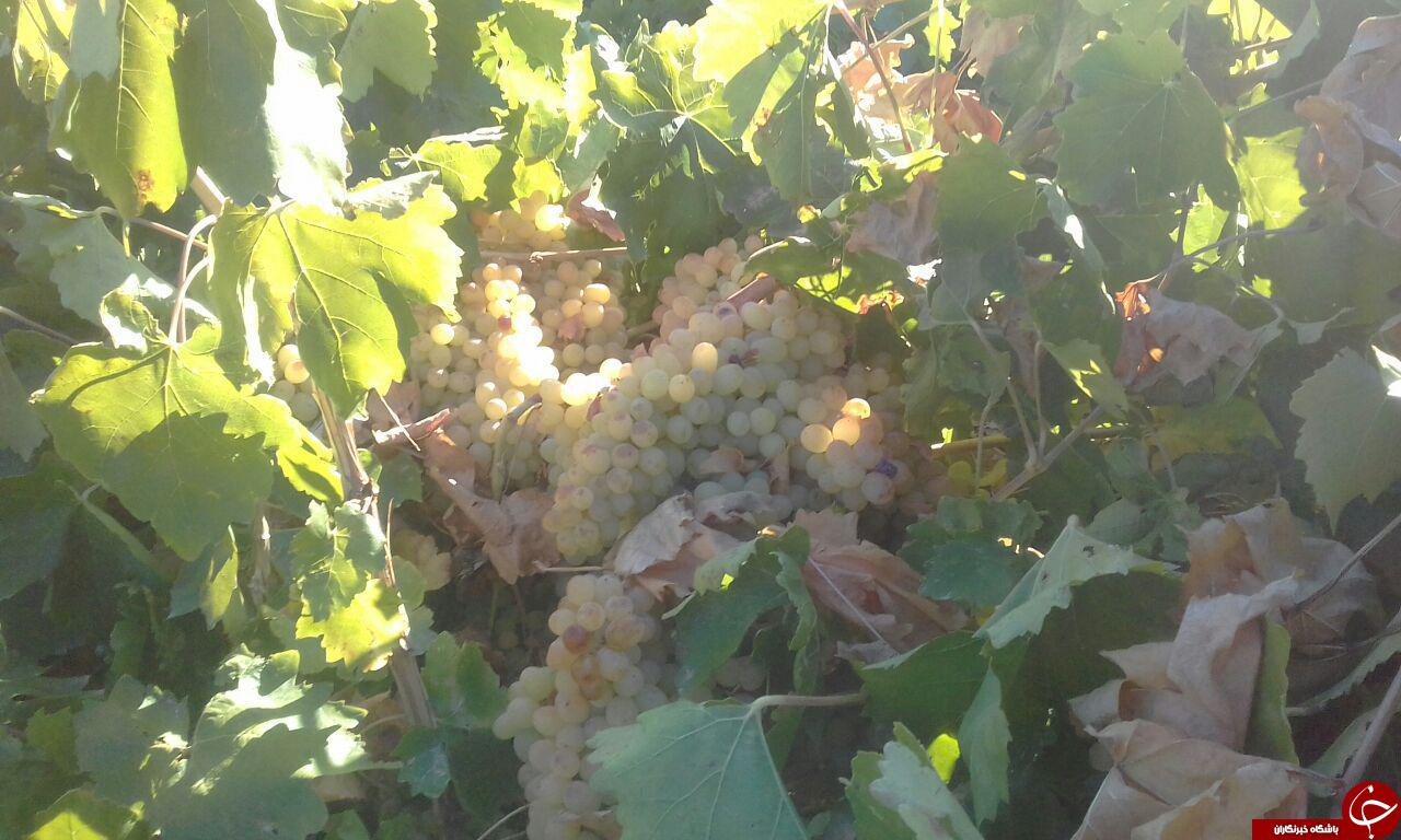 آغاز برداشت انگور در روستای سراب + تصاویر