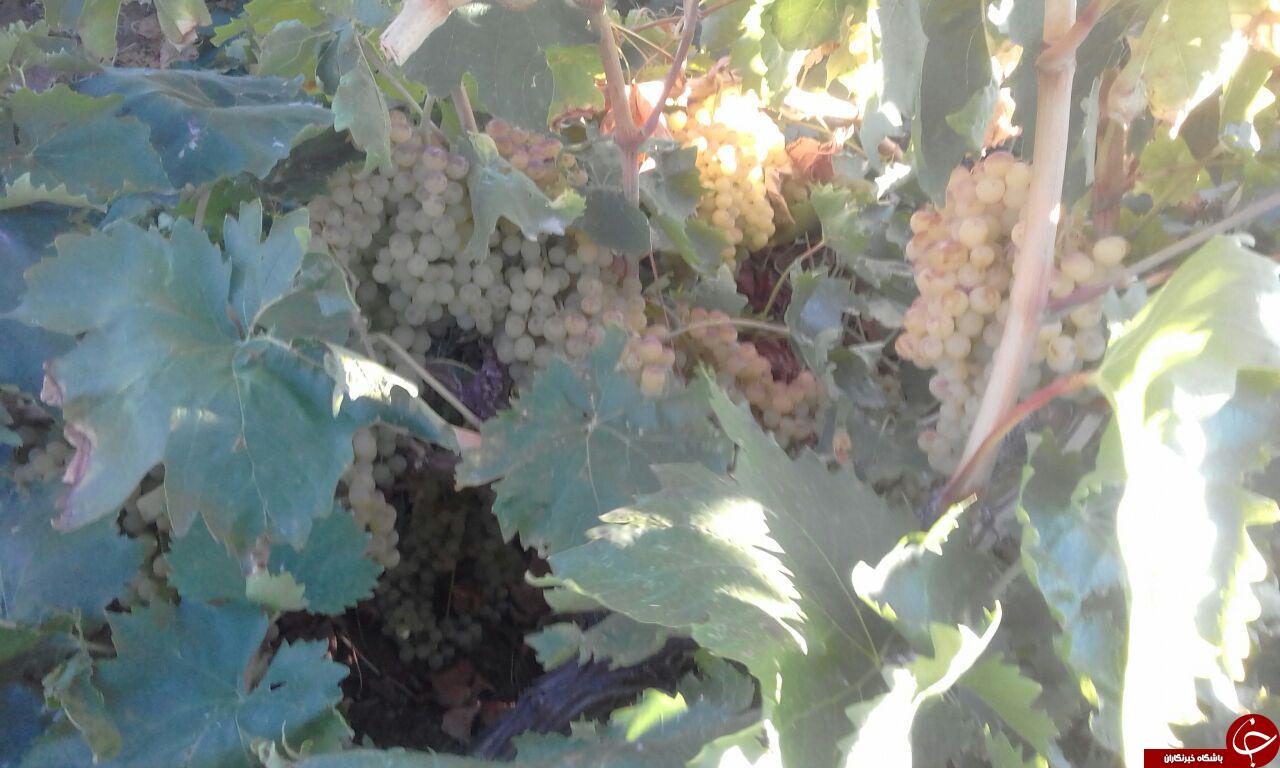آغاز برداشت انگور در روستای سراب + تصاویر