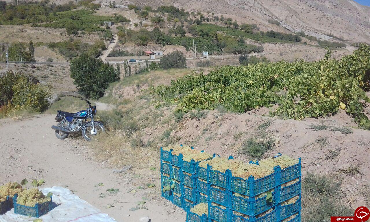 آغاز برداشت انگور در روستای سراب + تصاویر