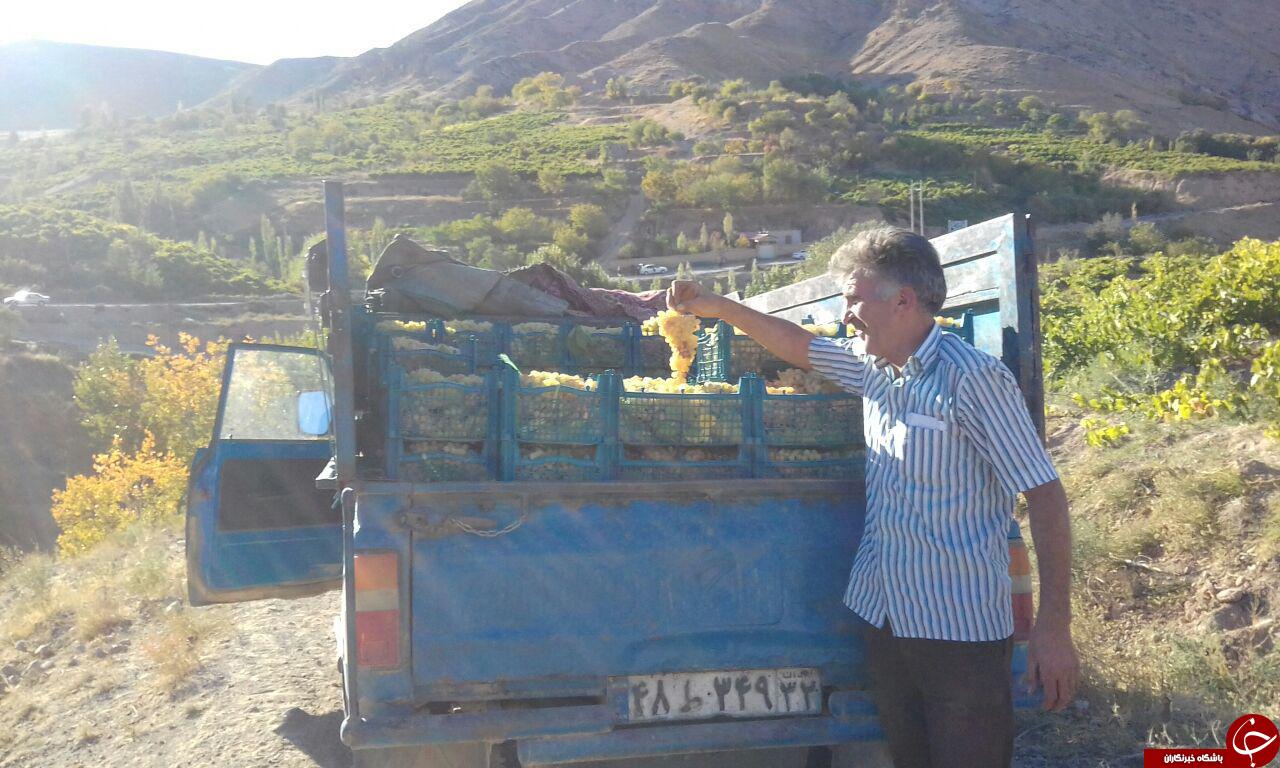 آغاز برداشت انگور در روستای سراب + تصاویر
