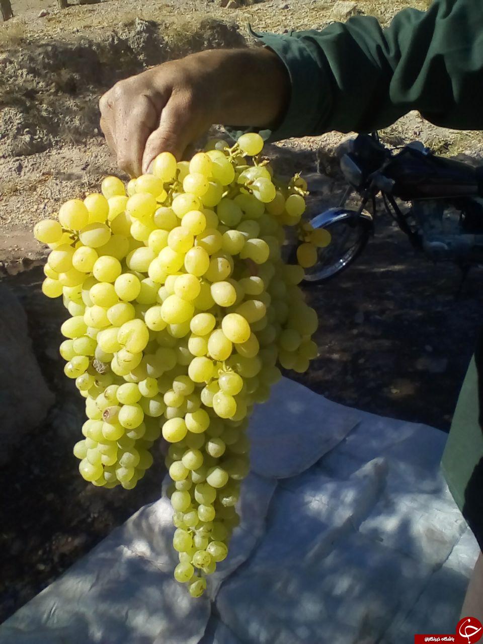 آغاز برداشت انگور در روستای سراب + تصاویر