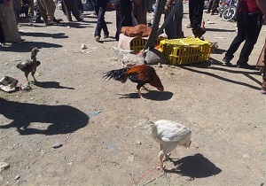 هشدار دامپزشکی بوئین زهرا درباره خرید و فروش پرندگان بومی