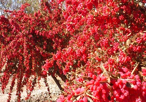 پیش بینی برداشت ۳۴۰۰ تن زرشک از باغات شهرستان درمیان&nbsp;