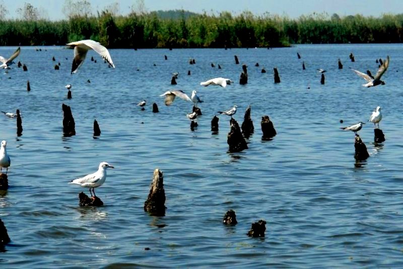 فناوری نانو پادزهر زخم&zwnj;های تالاب بین المللی انزلی