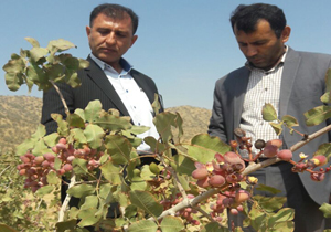 برداشت پسته در شهرستان لردگان