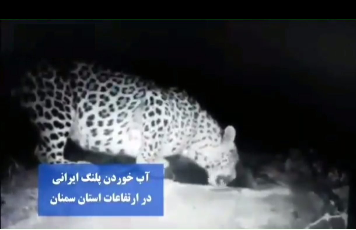 تصاویری منحصر به&zwnj;فرد از آب خوردن پلنگ ایرانی +فیلم