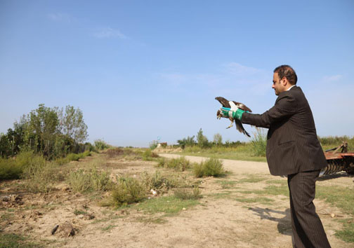 رهاسازی ۱۲ قطعه پرنده در طبیعت ساری +تصاویر