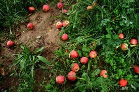 مگس مدیترانه ای تهدید جدی برای بخش کشاورزی کرمان