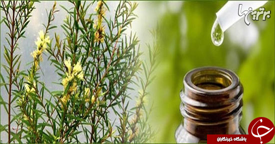 فوایدی روغن درخت چای که نمی&zwnj;دانید
