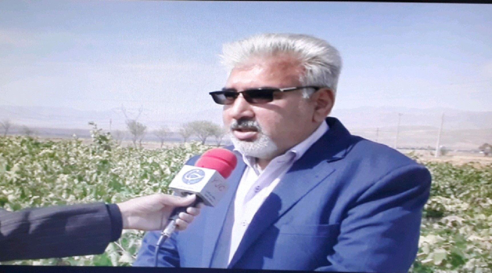 صادرات ۱۳ میلیون دلاری انگور قوچان