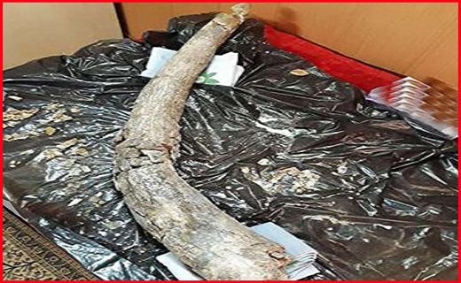 کشف فسیل ۲۰ میلیون ساله در اردبیل/آخرین وضعیت از حال مجروحان حادثه تروریستی اهواز/علت تلف شدن ماهی های پارک فروزان چه بود