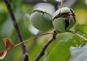 پیش بینی برداشت ۷ هزار تن گردو