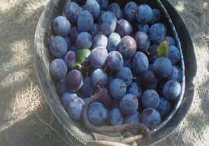 جشنواره برداشت آلو در روستای برج + فیلم