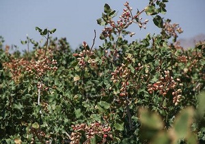 ارائه تسهیلات به پسته کاران خسارت دیده