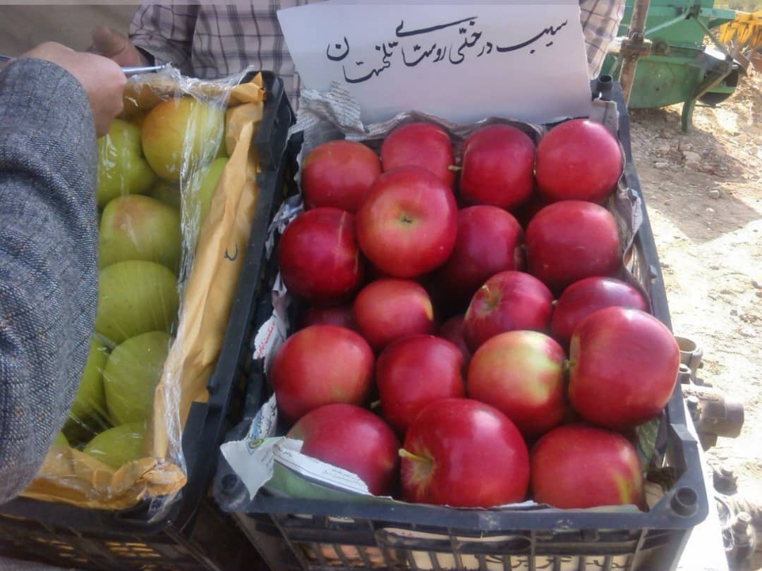آیین بومی-محلی برداشت انگور