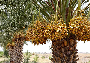 خوروبیابانک قطب تولید خرمای استان اصفهان