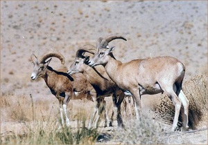 کشف لاشه کل وحشی در حاجی آباد