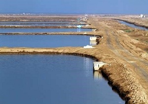 واگذاری زمین‌های پرورش میگو به تعاونی‌های صیادی هرمزگان