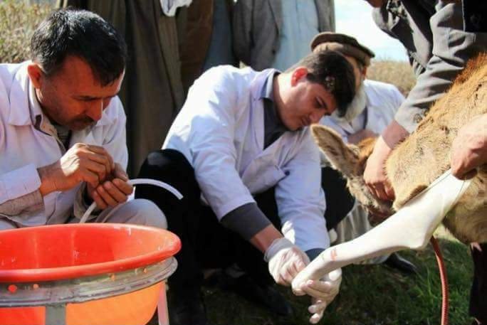 ساخت پای مصنوعی برای آهو در ولایت &laquo;تخار&raquo;