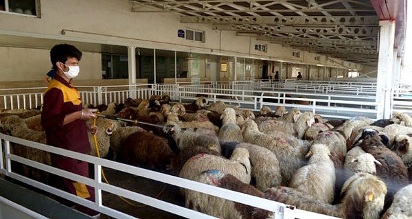 پست های قرنطینه دامی شهرستان بردسکن فعال شود