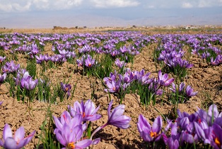 صدور ۱۰ مجوز جدید فعالیت کشت زعفران و گل محمدی در شهرضا