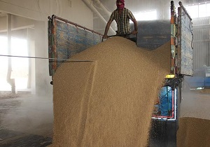 افزایش نزدیک به ۵۰ درصدی خرید گندم از کشاورزان آذربایجان غربی/رتبه هشتم کشوری برای استان