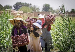 فعالیت های زنان روستایی در اردبیل ساماندهی و تقویت می شود