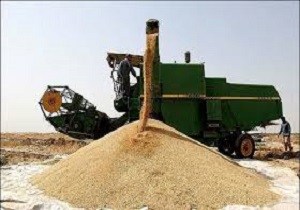 خریداری ۳۶۰ هزار تن گندم از کشاورزان لرستانی