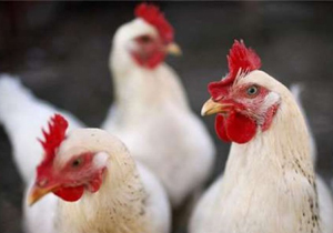 آنفلوانزای فوق حاد پرندگان گزارش نشده است