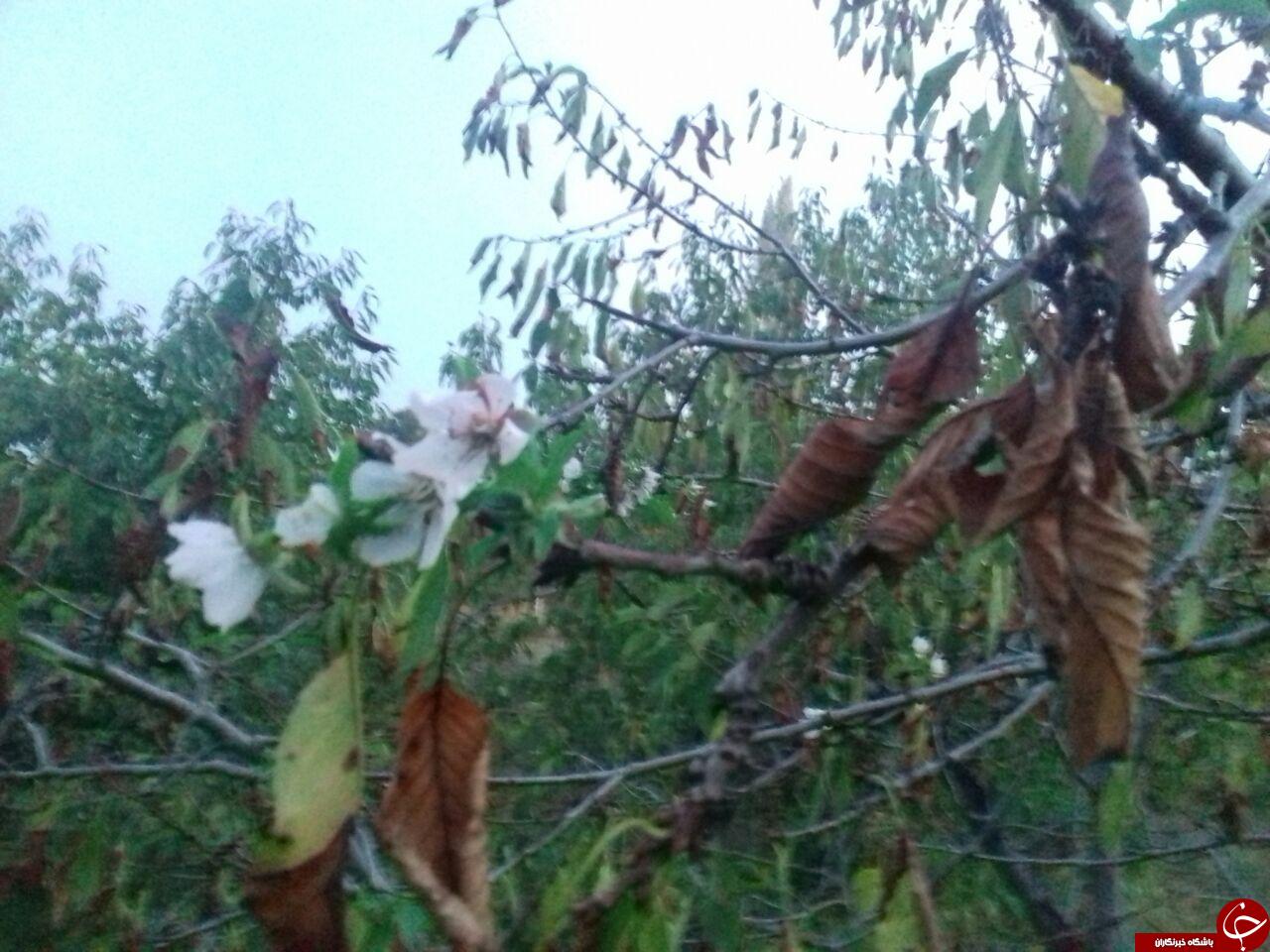 شکوفایی درخت گیلاس در &laquo;خوی&raquo; + تصاویر