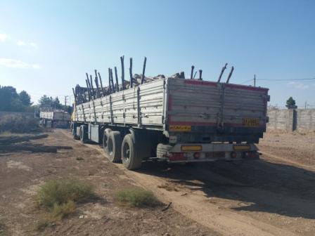 کشف چوب‌های قاچاق در کرمان